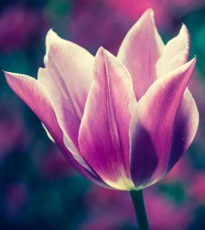 FÃ¥ dine tulipaner til at blomstre i flere Ã¥r
